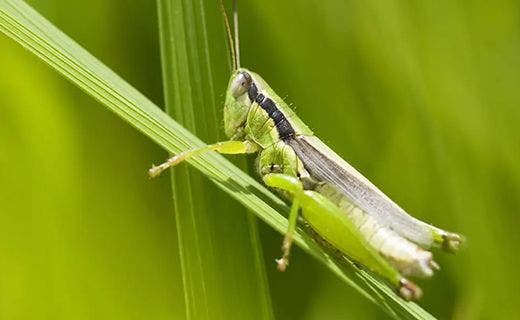 A grasshopper-like soft material and is a base on the moon coming soon?